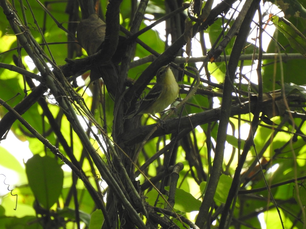 Пісняр-лісовик каштановий - ML646050576