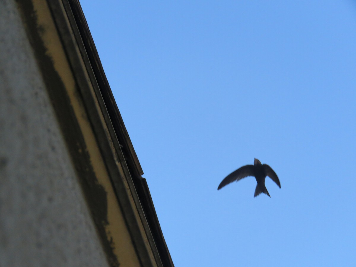 Серпокрилець чорний - ML646050577