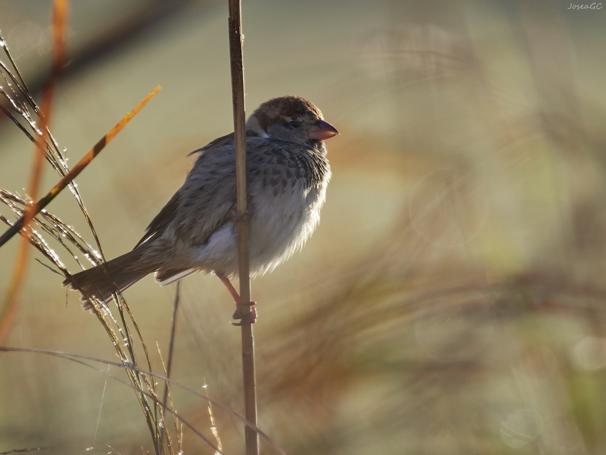 דרור ספרדי - ML646050579