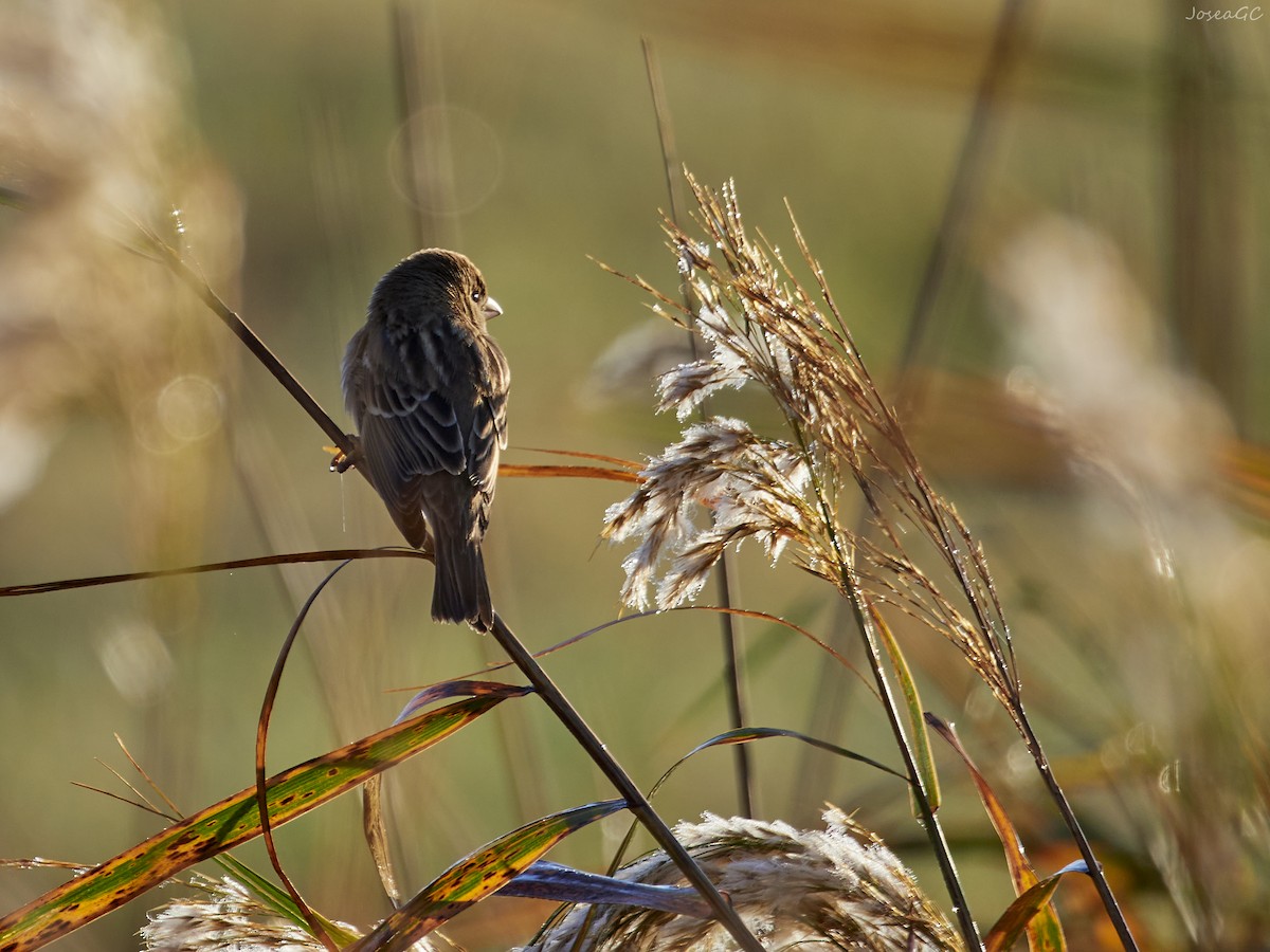 דרור ספרדי - ML646050580