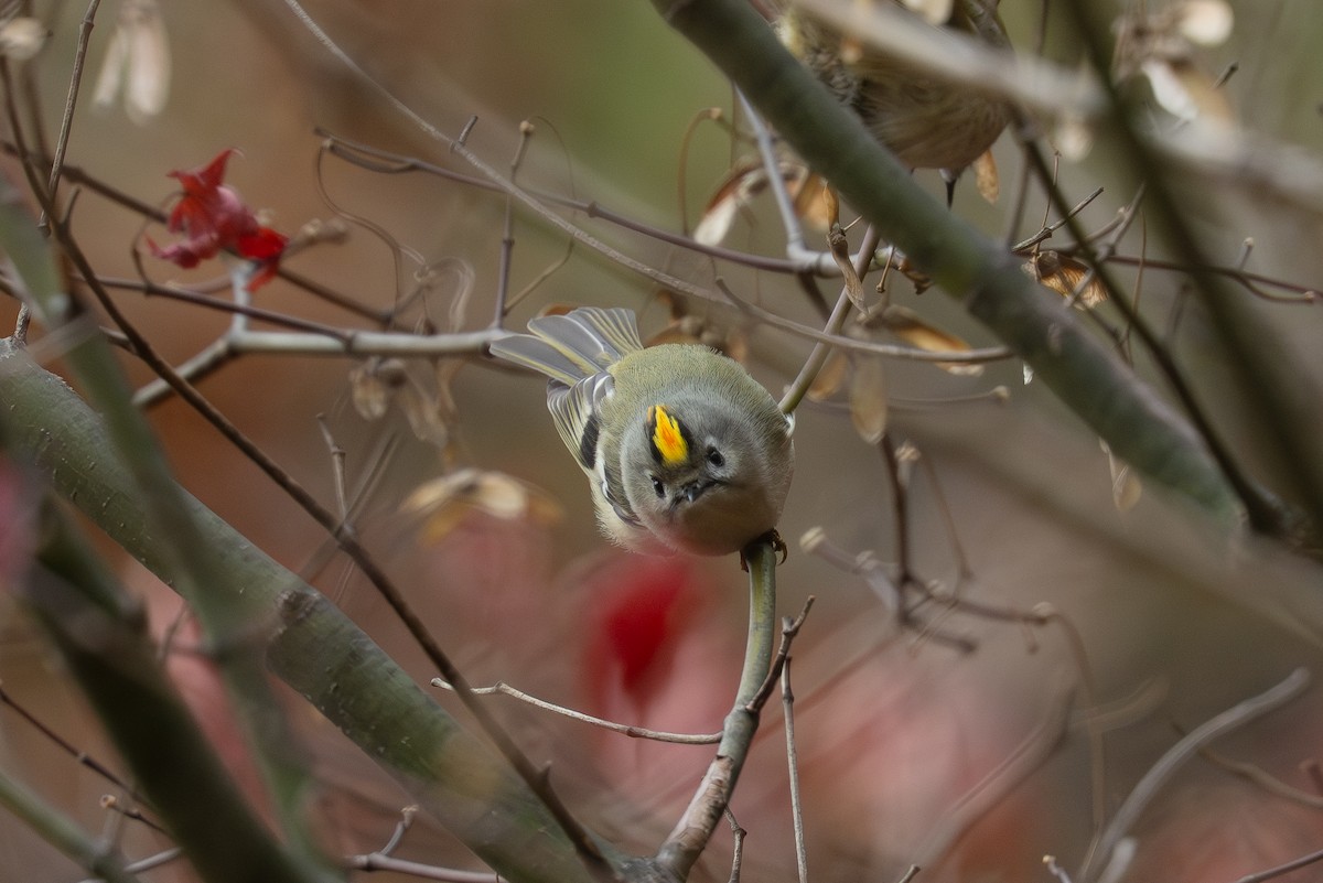 Goldcrest - ML646050582