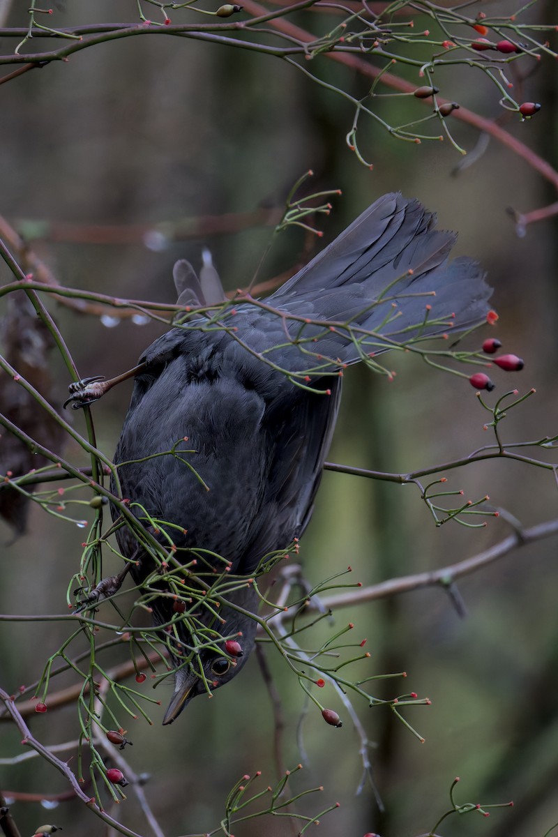 Eurasian Blackbird - ML646050583