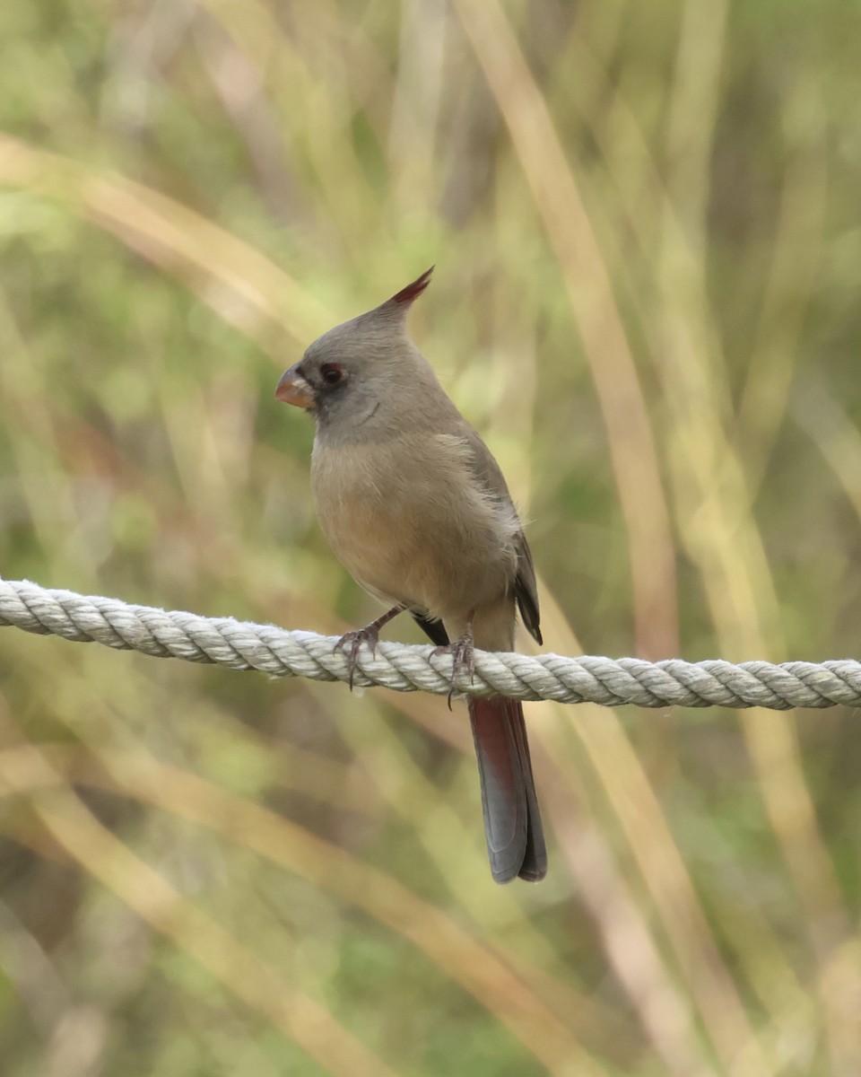 Pyrrhuloxia - ML646050587