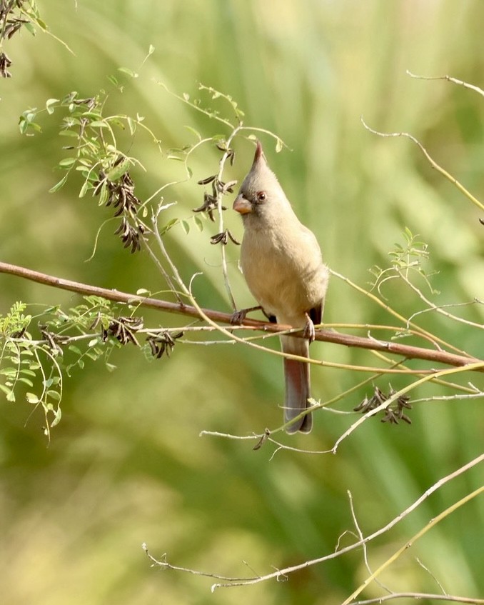 Pyrrhuloxia - ML646050588