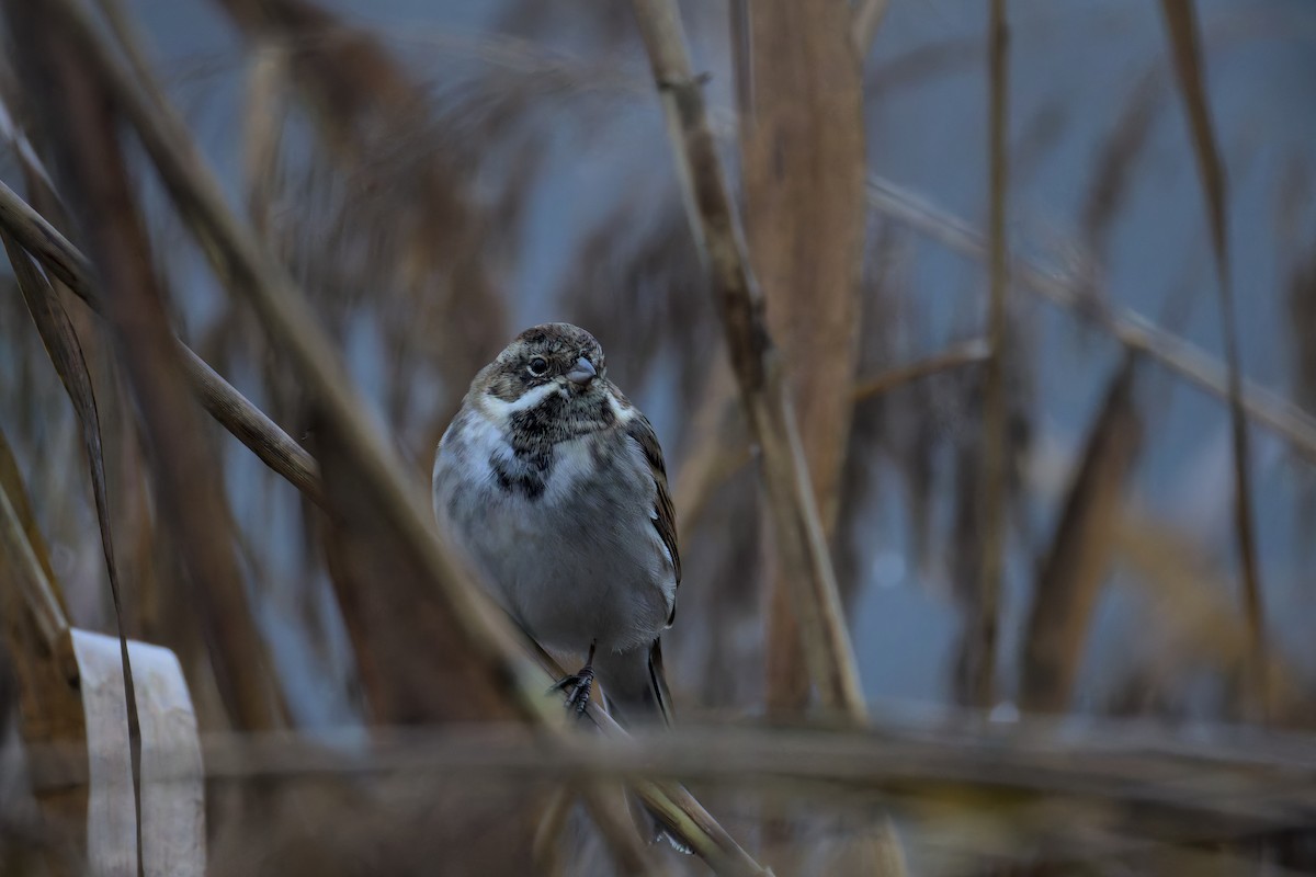 Reed Bunting - ML646050593