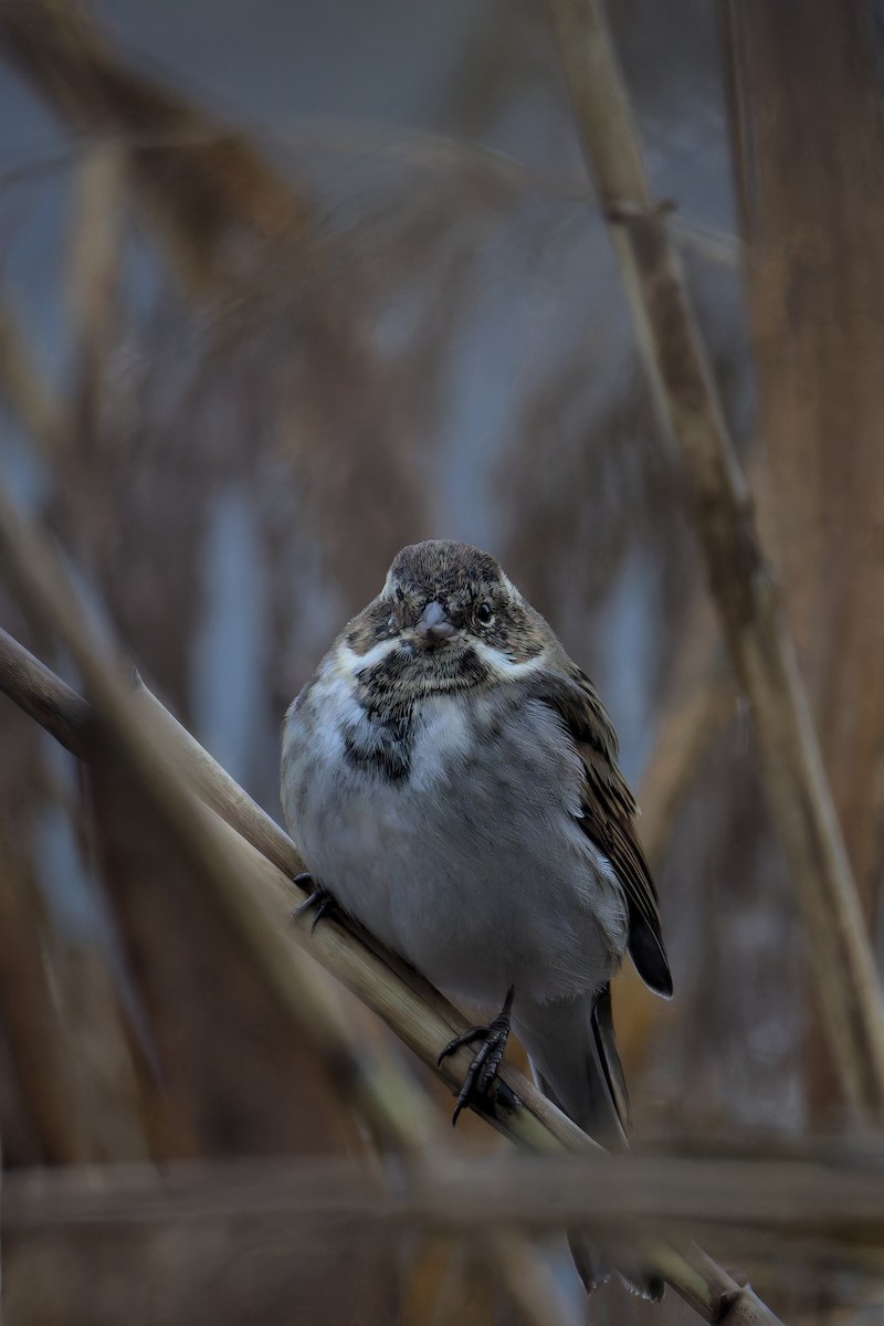 Reed Bunting - ML646050594