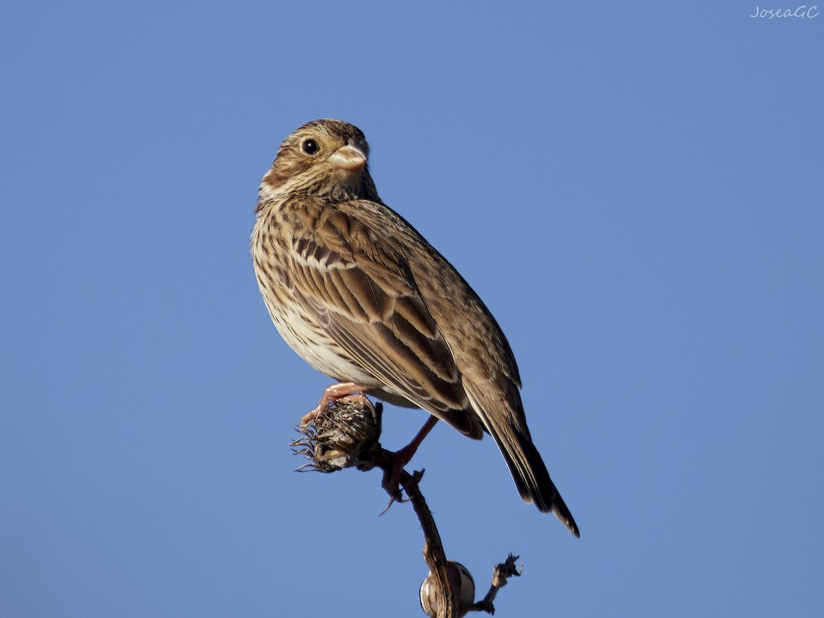 גיבתון עפרוני - ML646050595