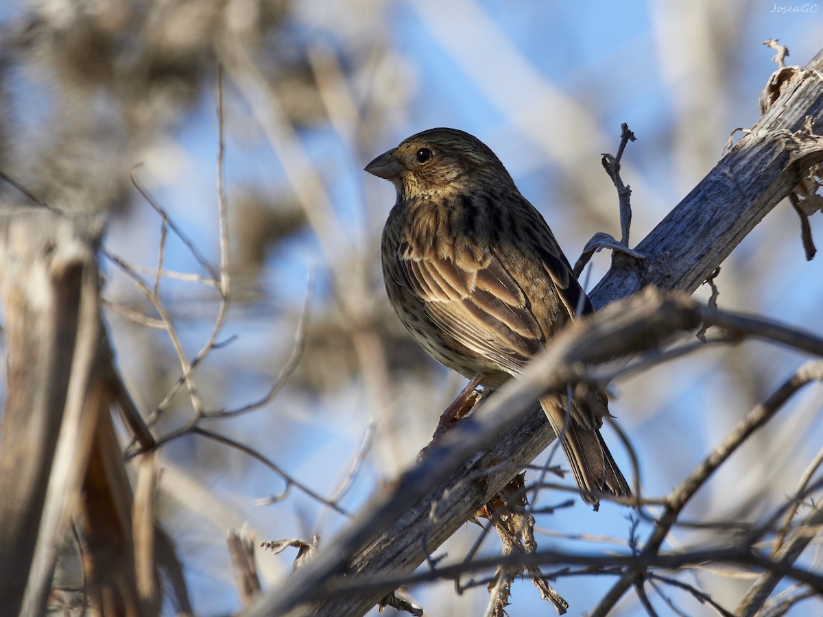 גיבתון עפרוני - ML646050596