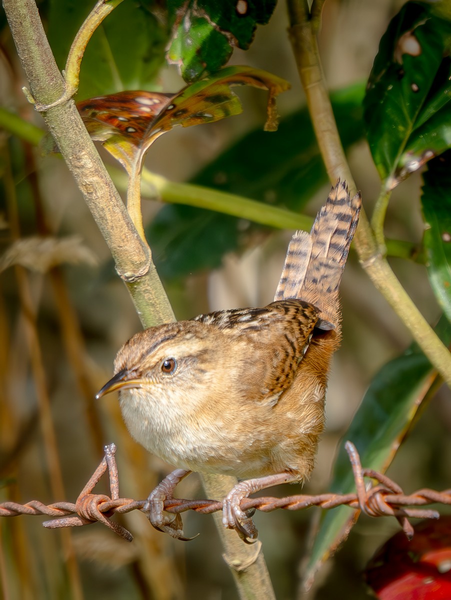 Grass Wren - ML646050597