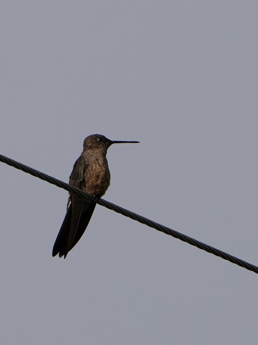 Giant Hummingbird - ML646050598