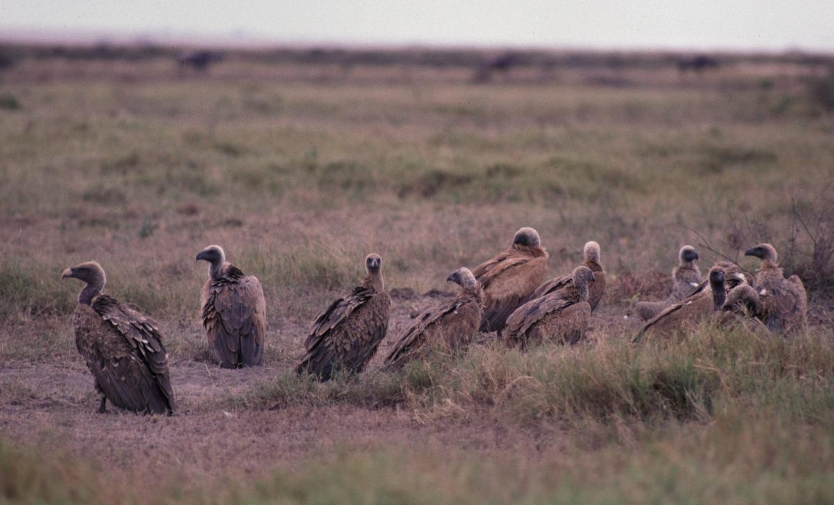 sup krahujový - ML646050602