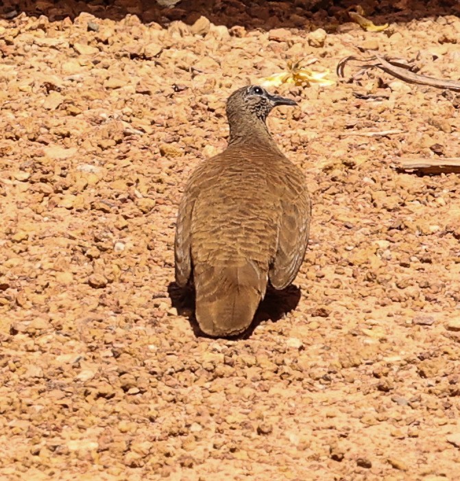 White-quilled Rock-Pigeon - ML646050605