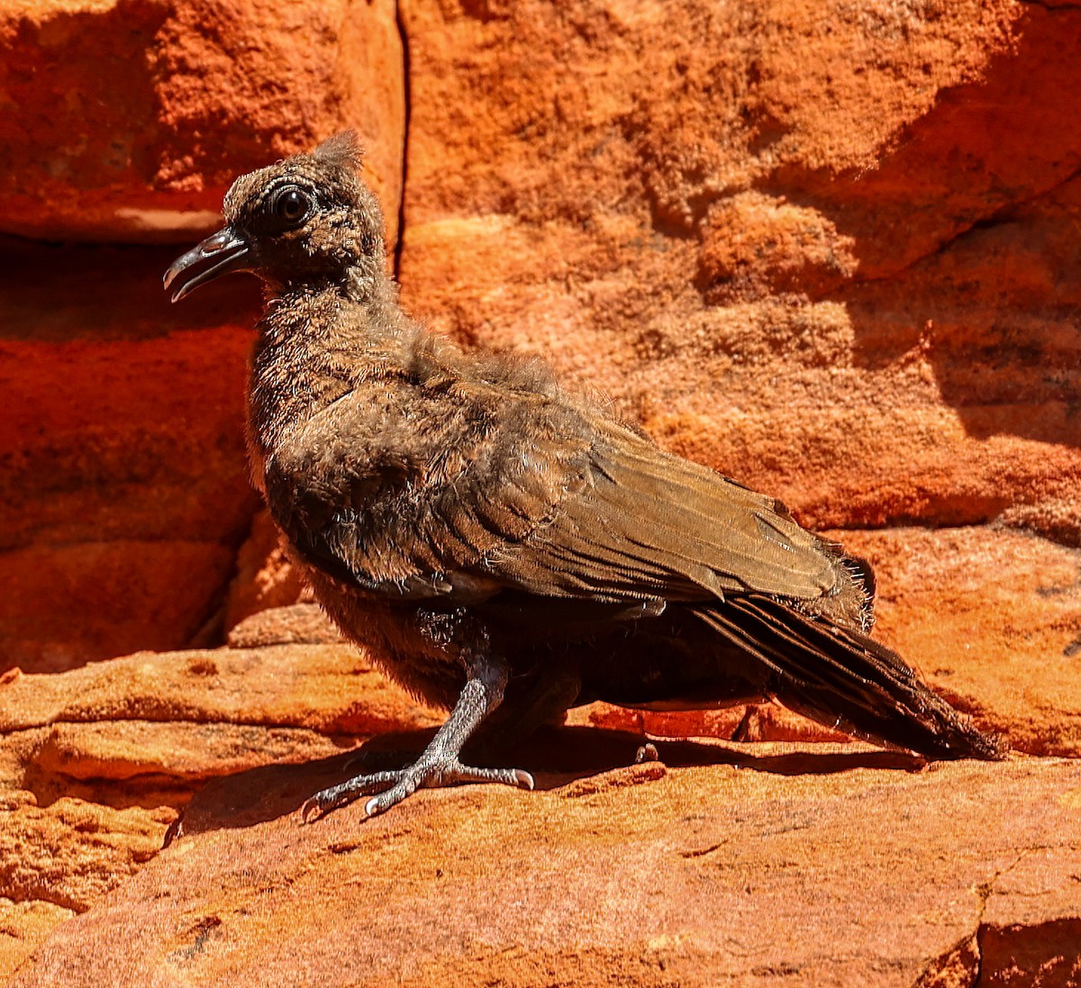 White-quilled Rock-Pigeon - ML646050612