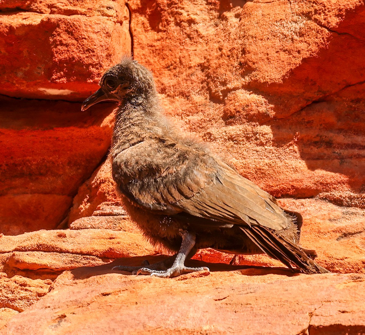 White-quilled Rock-Pigeon - ML646050613