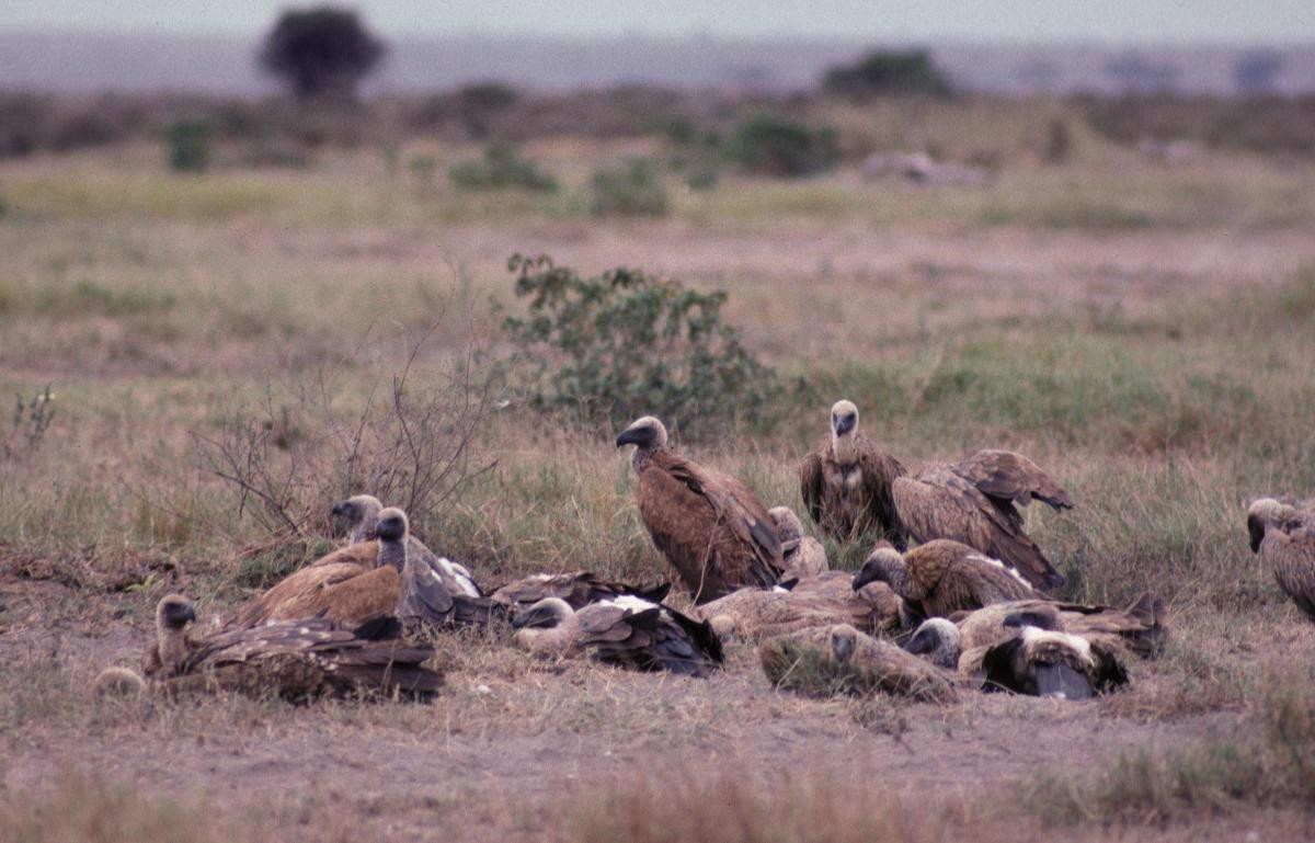 White-backed Vulture - ML646050616