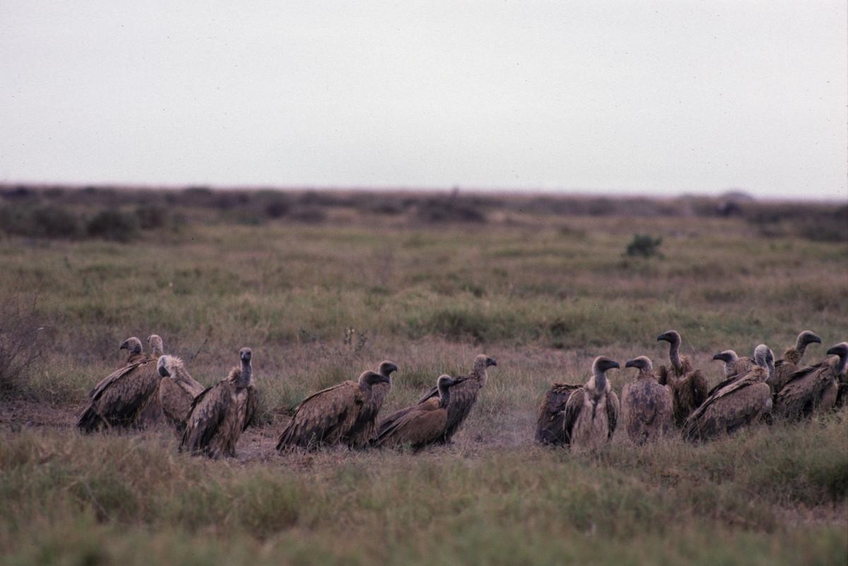 White-backed Vulture - ML646050621