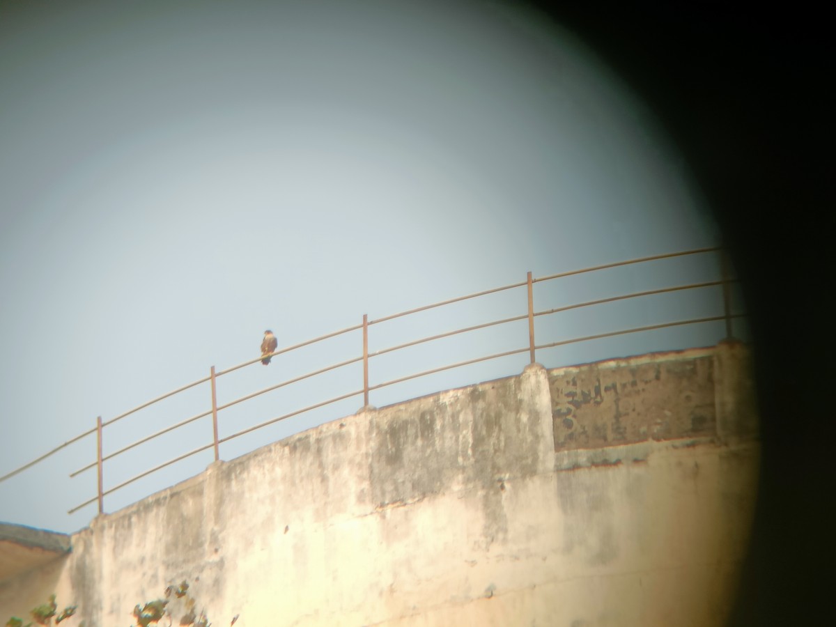 בז נודד (הודי) - ML646050626