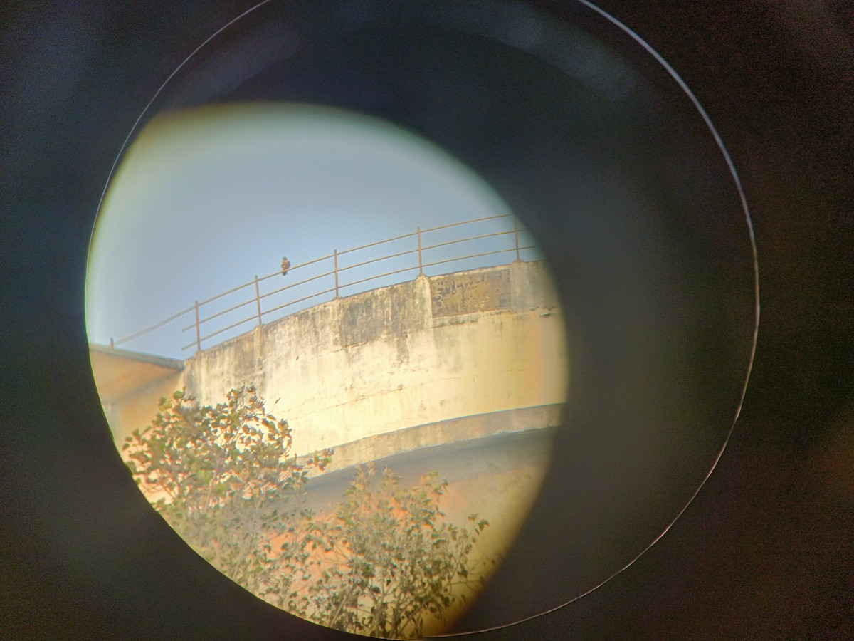 Peregrine Falcon (Shaheen) - ML646050627