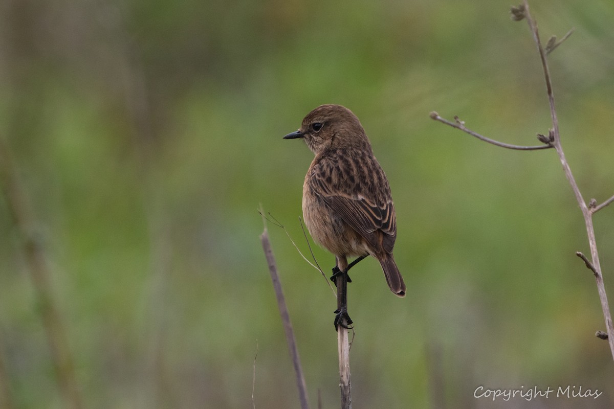 European Stonechat - ML646050632
