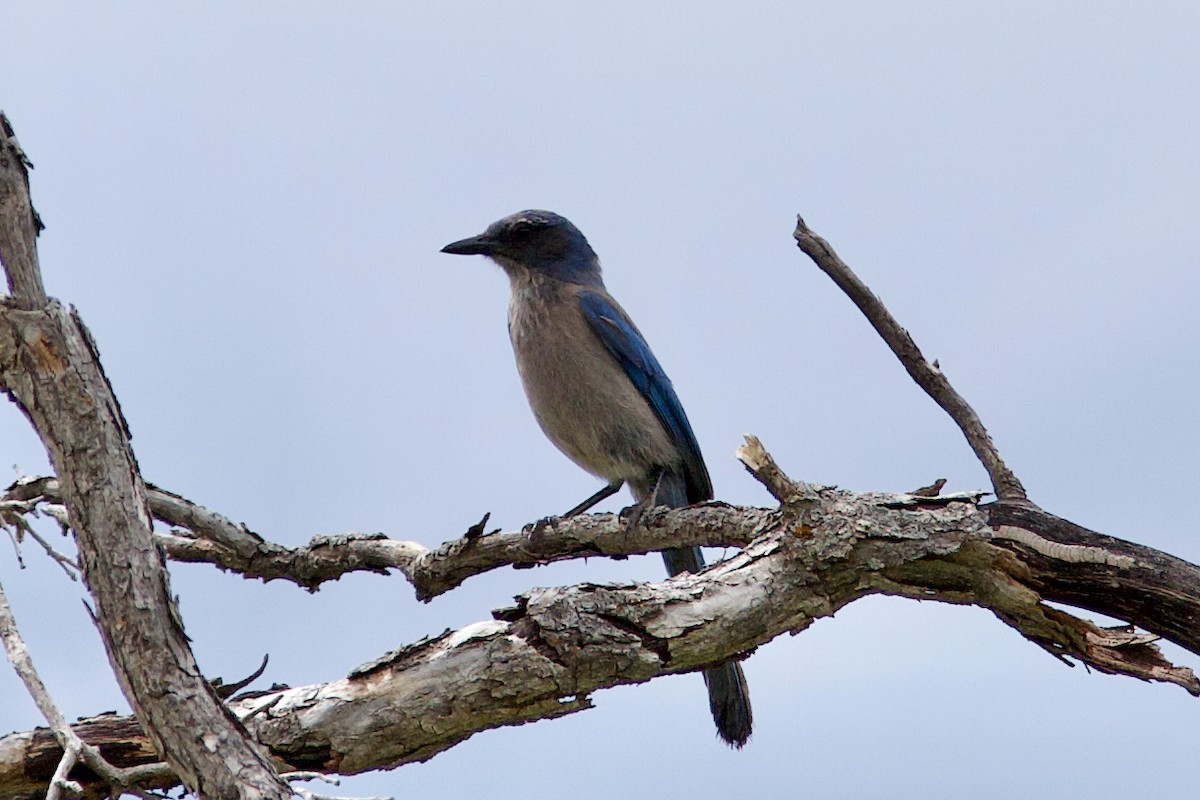 Woodhouse's Scrub-Jay - ML646050643