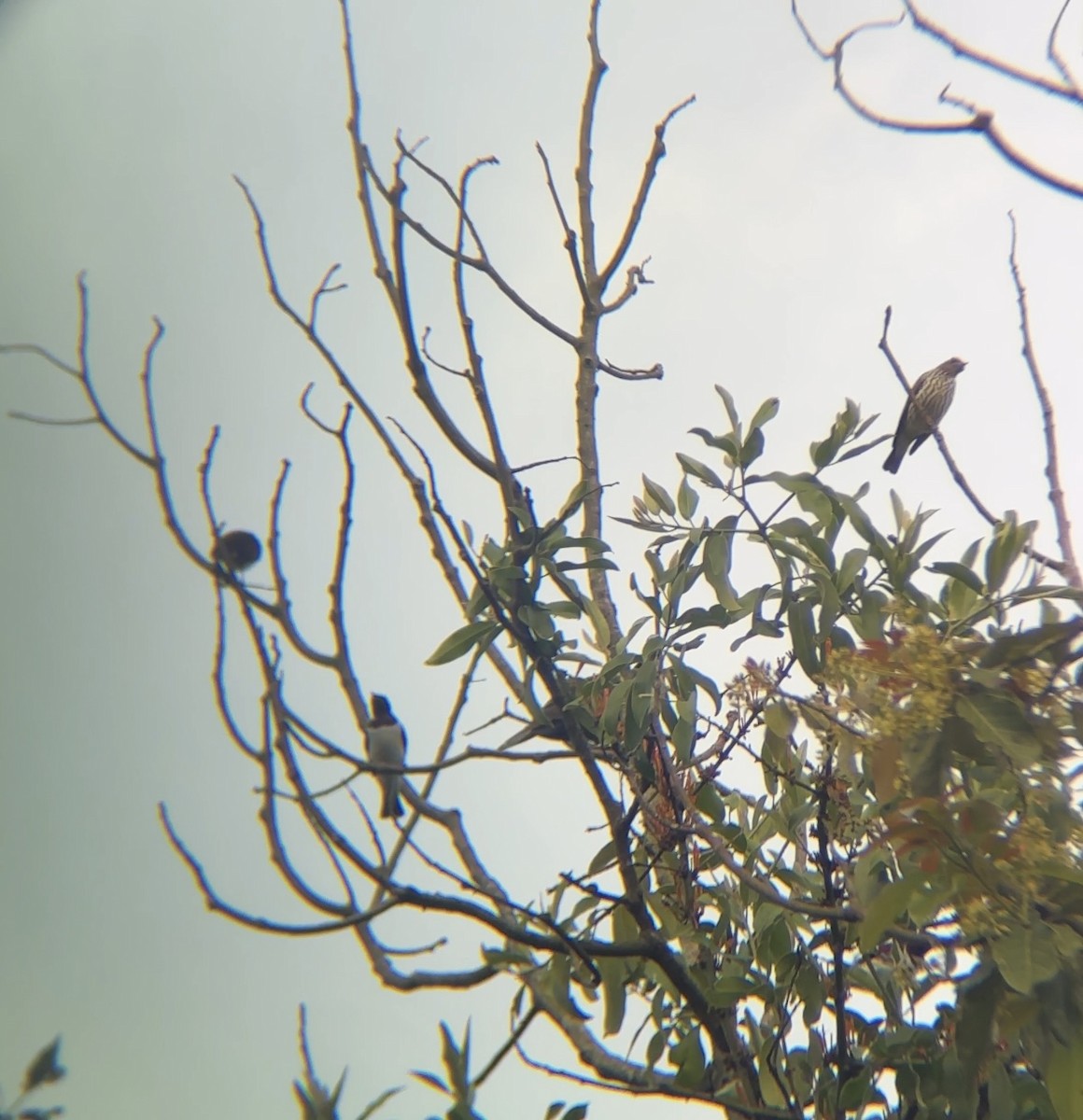 Violet-backed Starling - ML646050648
