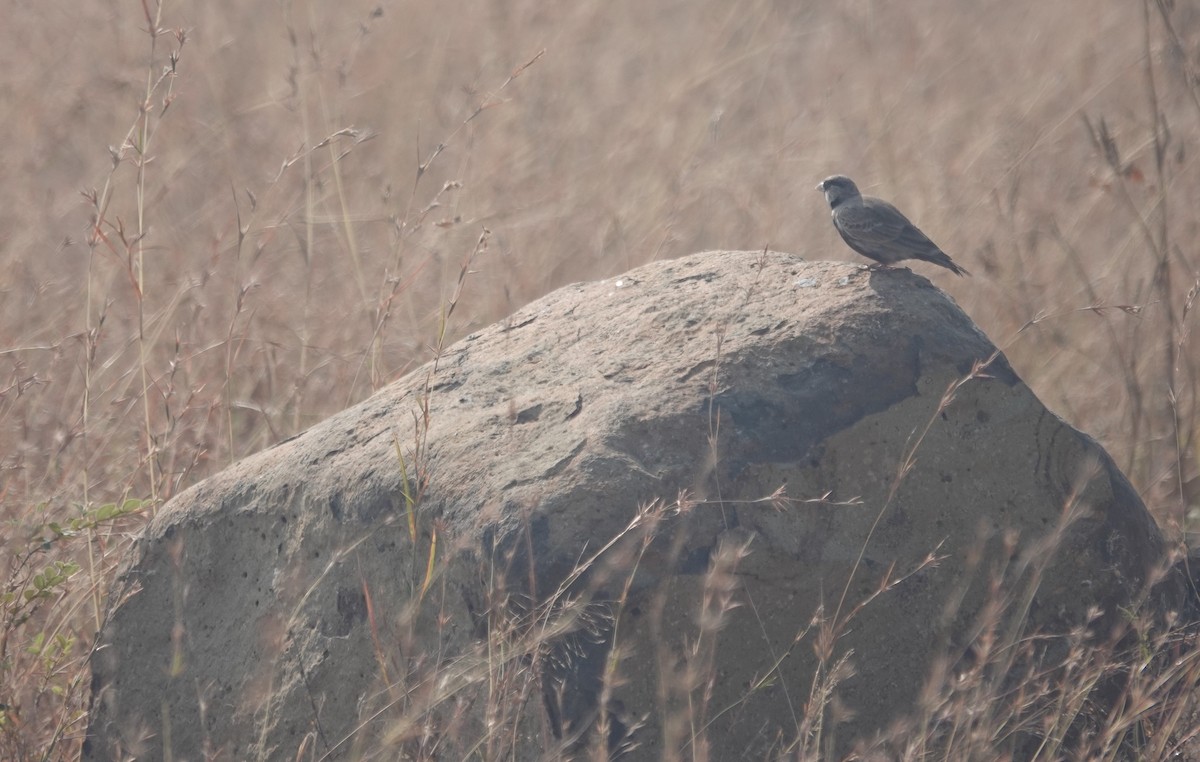 Ashy-crowned Sparrow-Lark - ML646050649