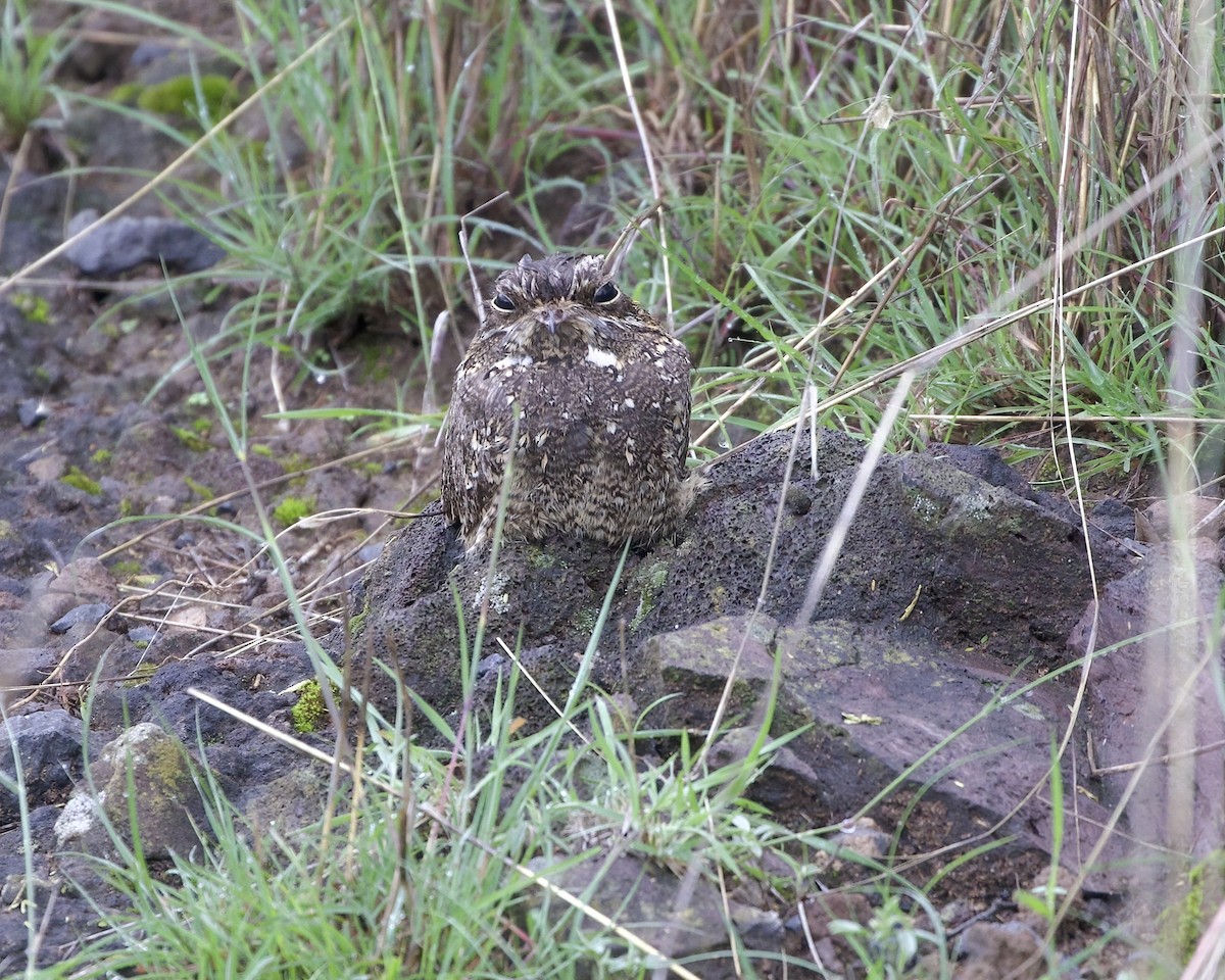 Montane Nightjar (Abyssinian) - ML646050657