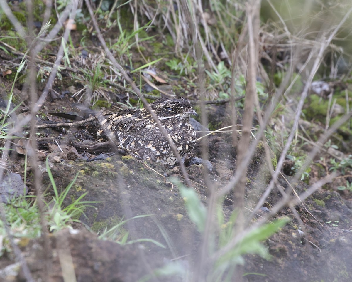 Montane Nightjar (Abyssinian) - ML646050658
