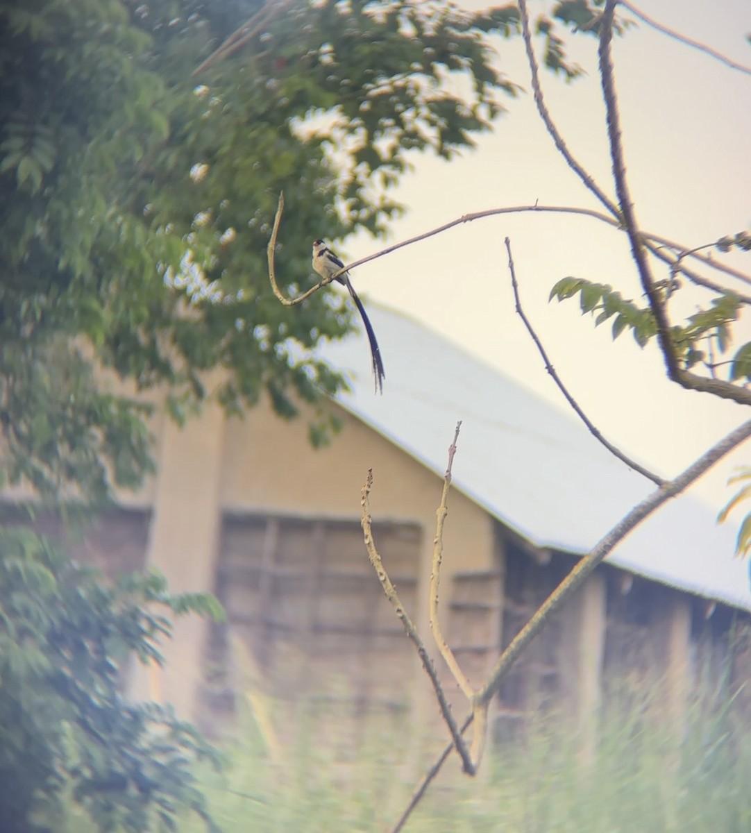 Pin-tailed Whydah - ML646050666