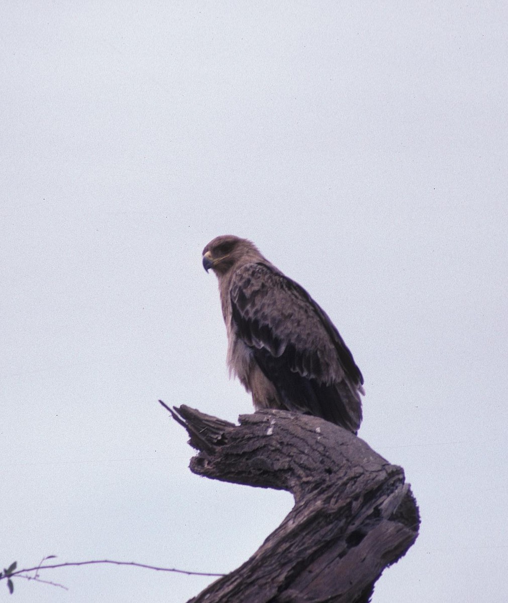 savanneørn - ML646050672