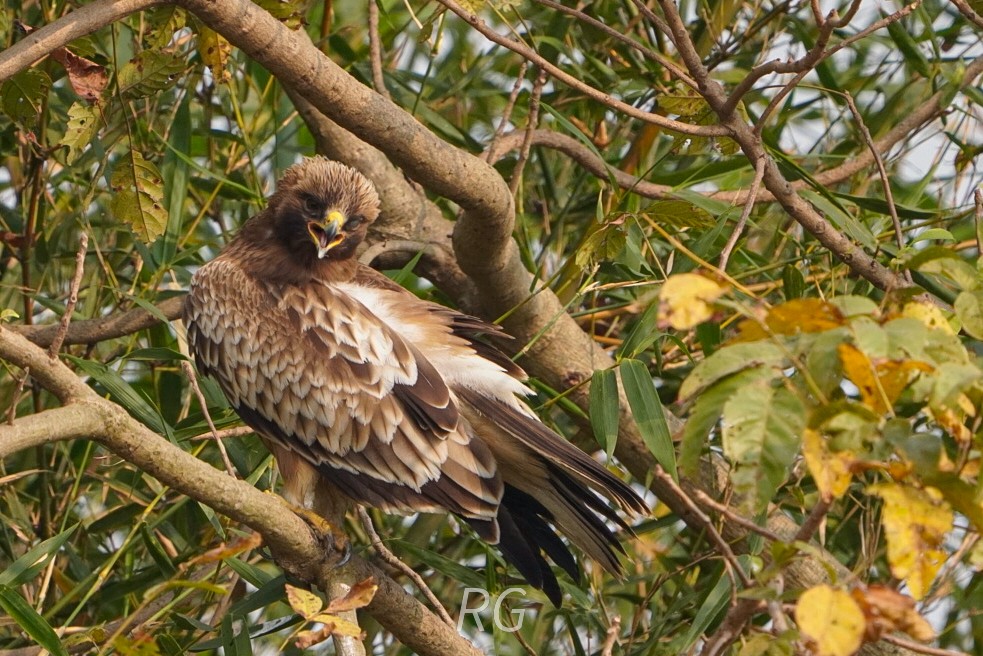 Booted Eagle - ML646050673