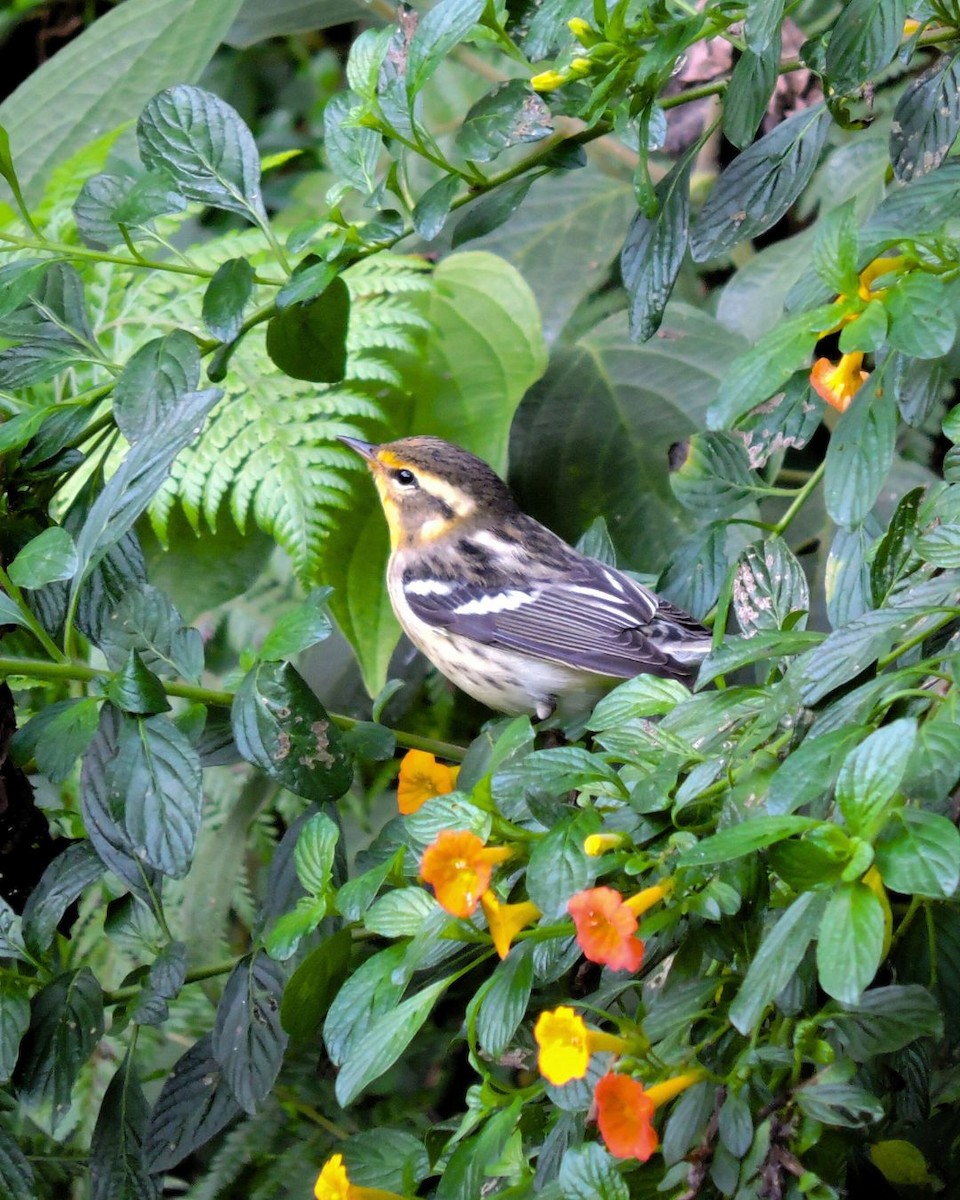 Reinita Gorjinaranja - ML646050676