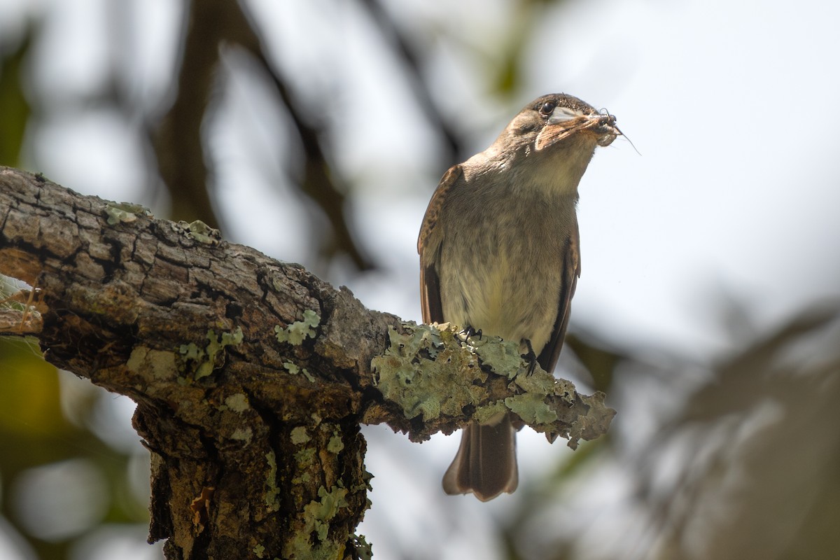 יערית מזרחית - ML646050678