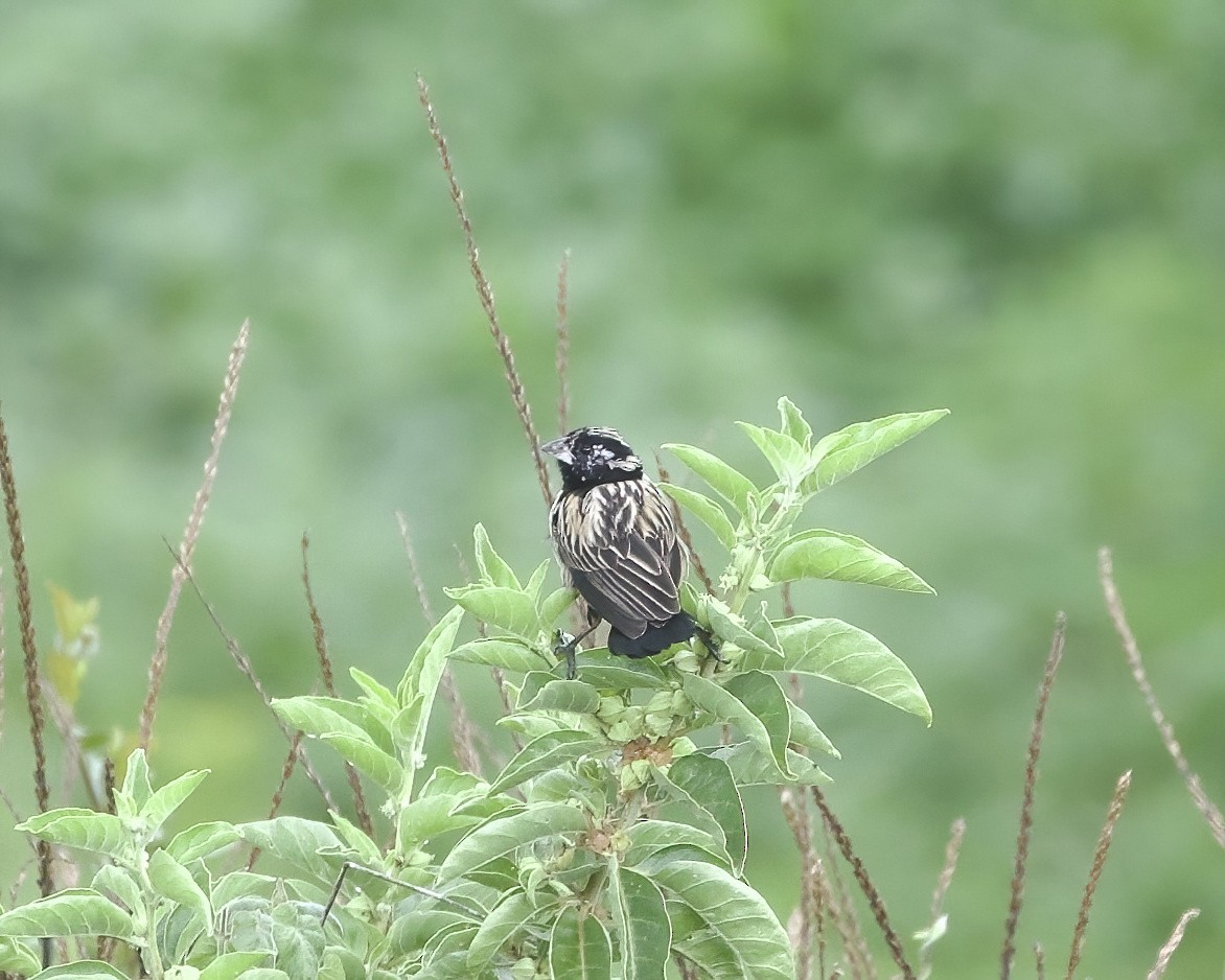 Yellow Bishop - ML646050681