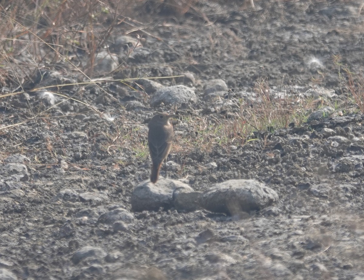 חכלילית סלעים - ML646050682