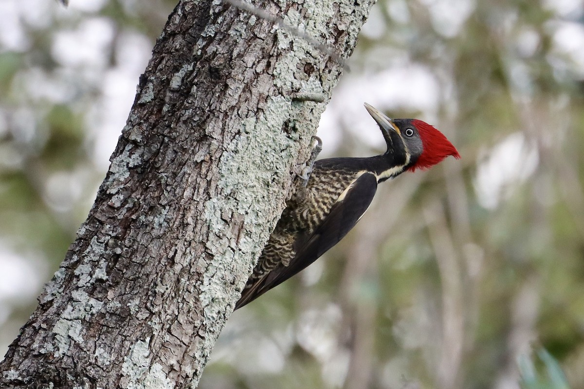 Lineated Woodpecker - ML646050683