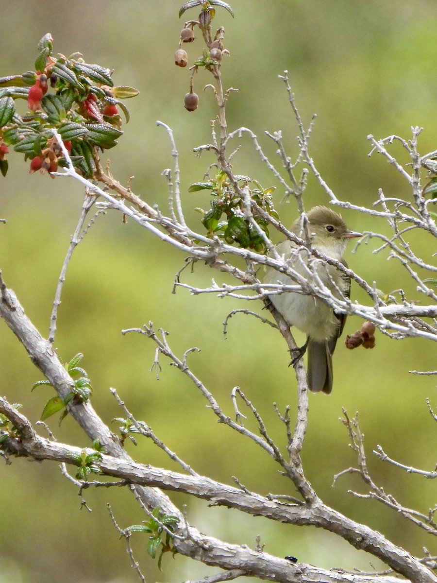 White-crested Elaenia - ML646050684