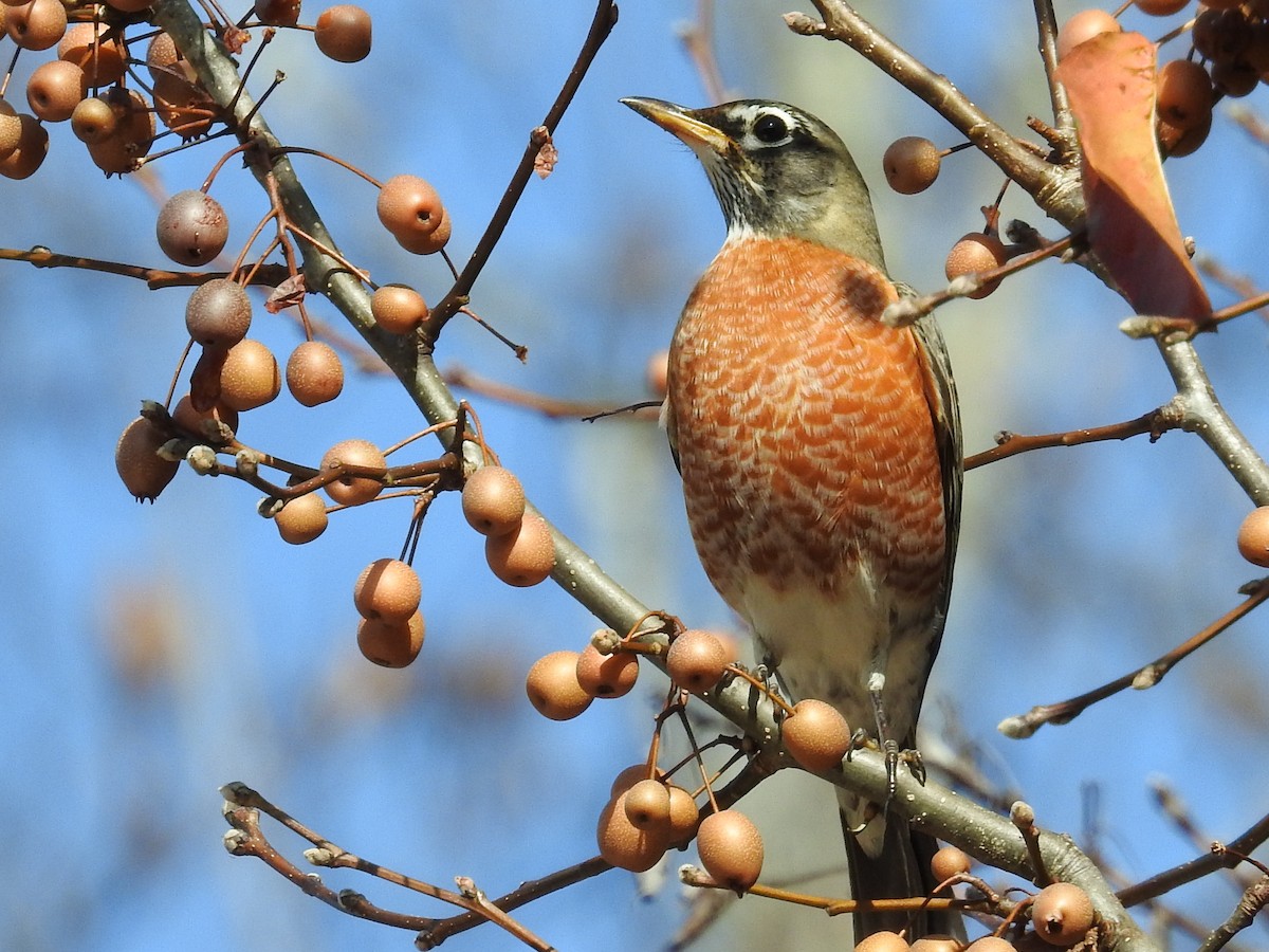 קיכלי נודד - ML646050688