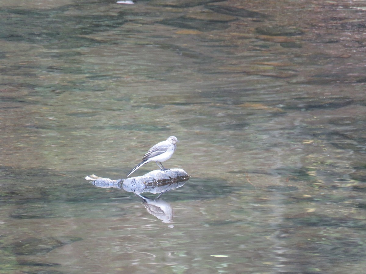 נחליאלי לבן - ML646050689