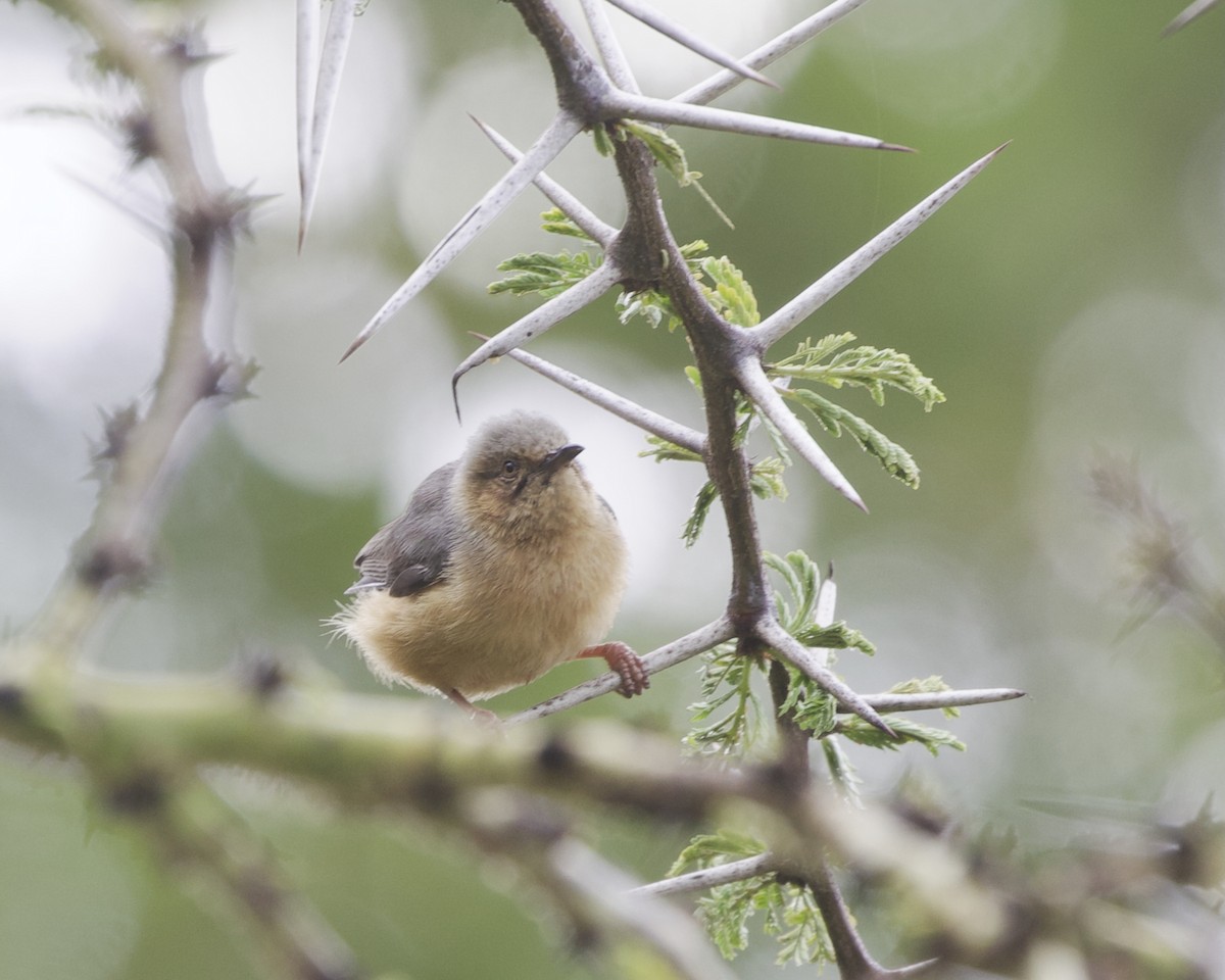 Red-faced Crombec - ML646050690