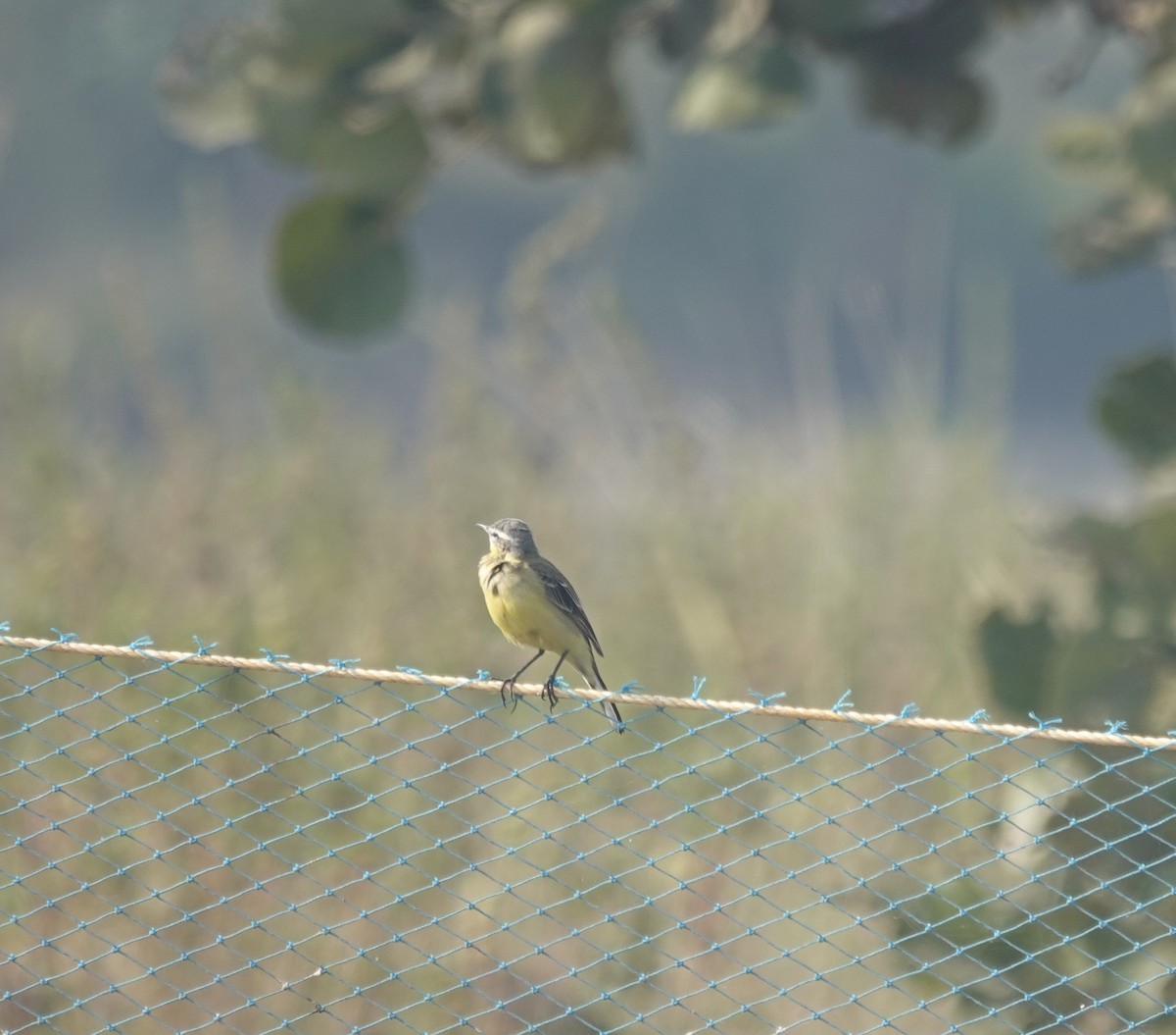 נחליאלי צהוב - ML646050692