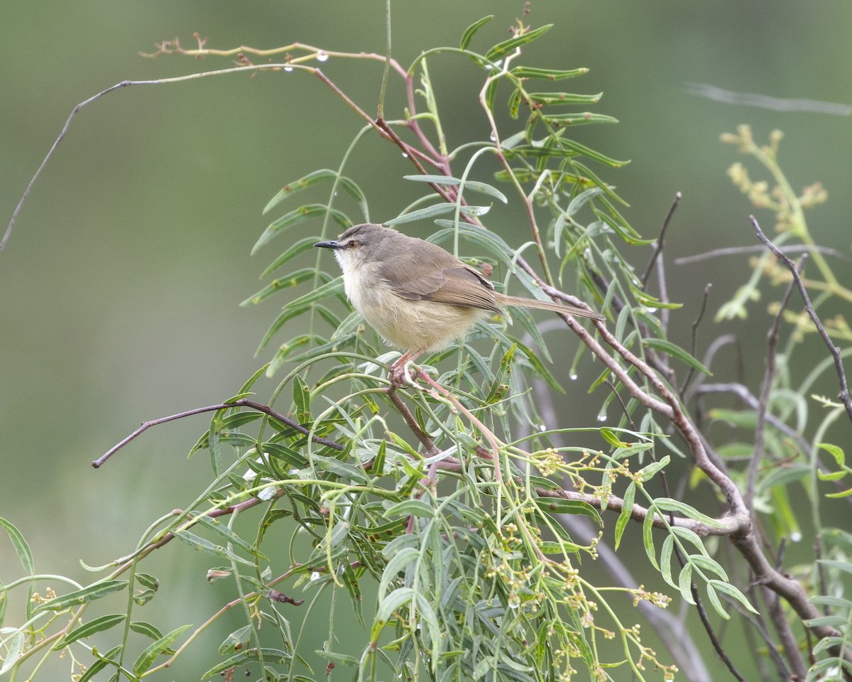 Tawny-flanked Prinia - ML646050693
