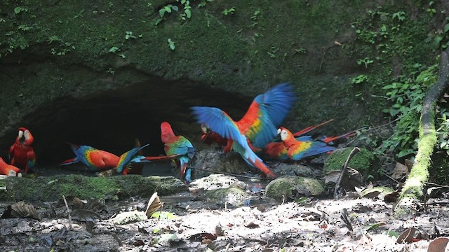 Scarlet Macaw - ML646050696