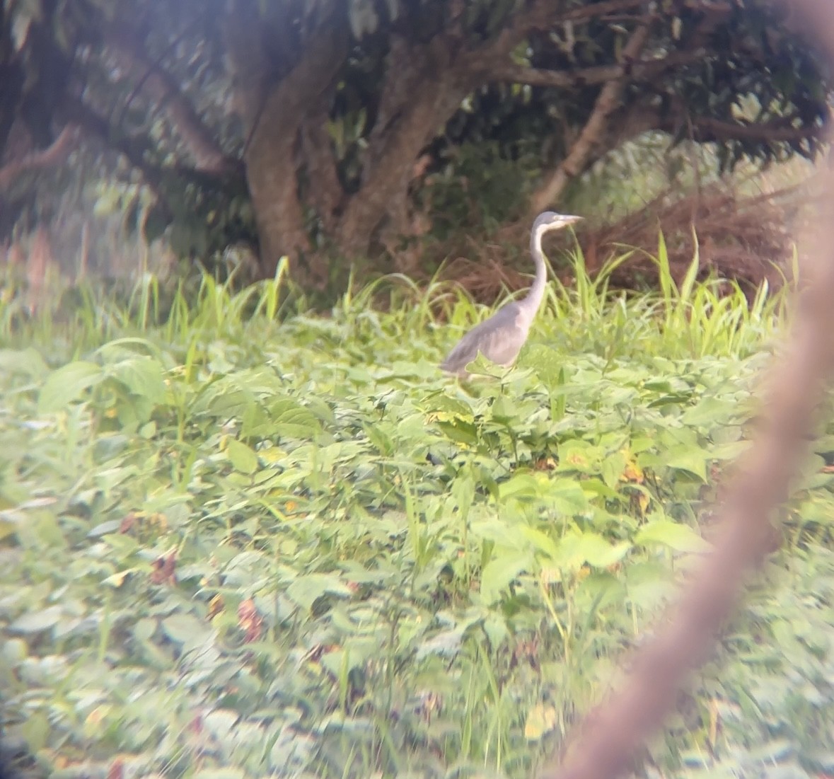 אנפה שחורת-ראש - ML646050699