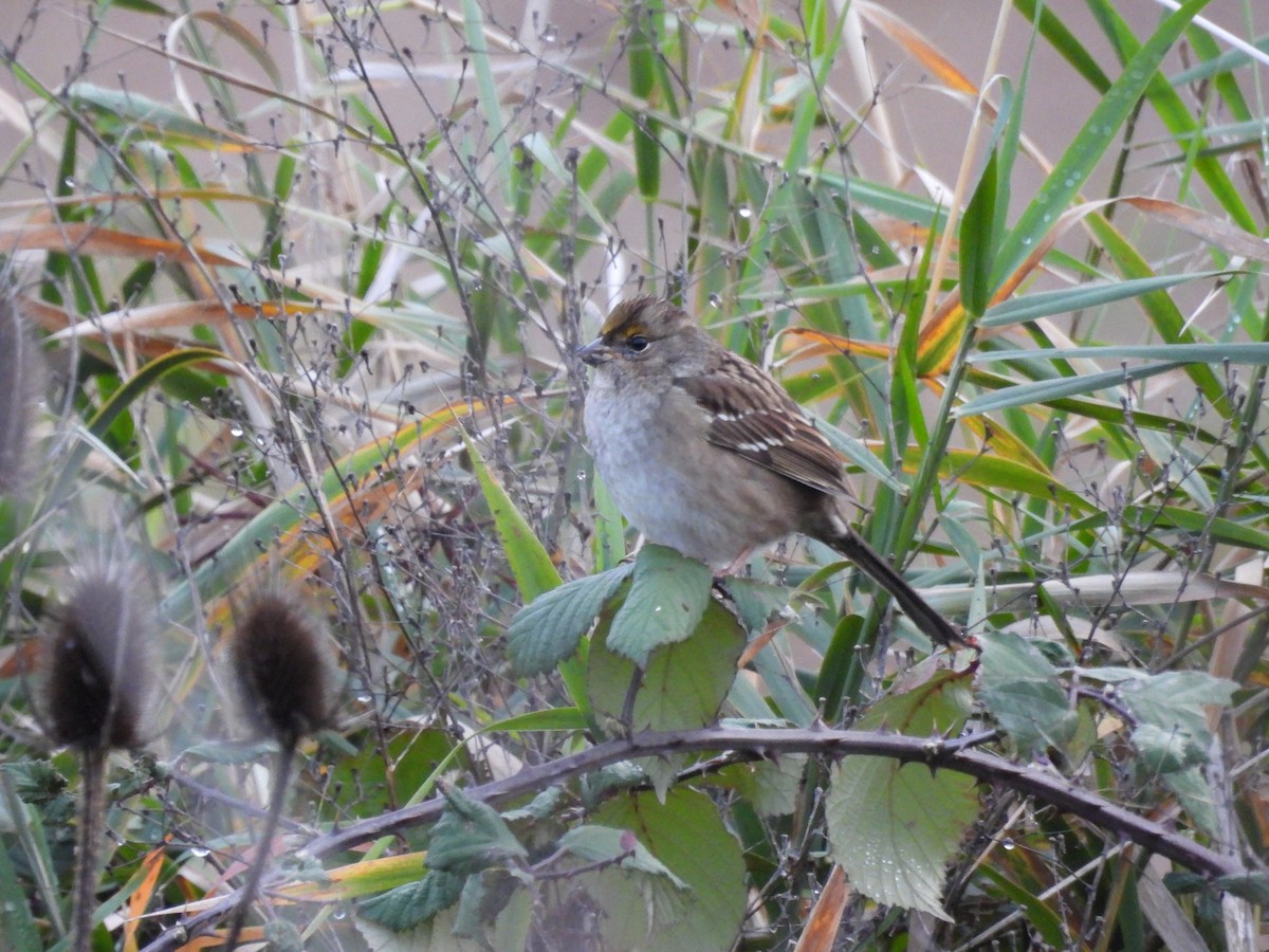 Golden-crowned Sparrow - ML646050705
