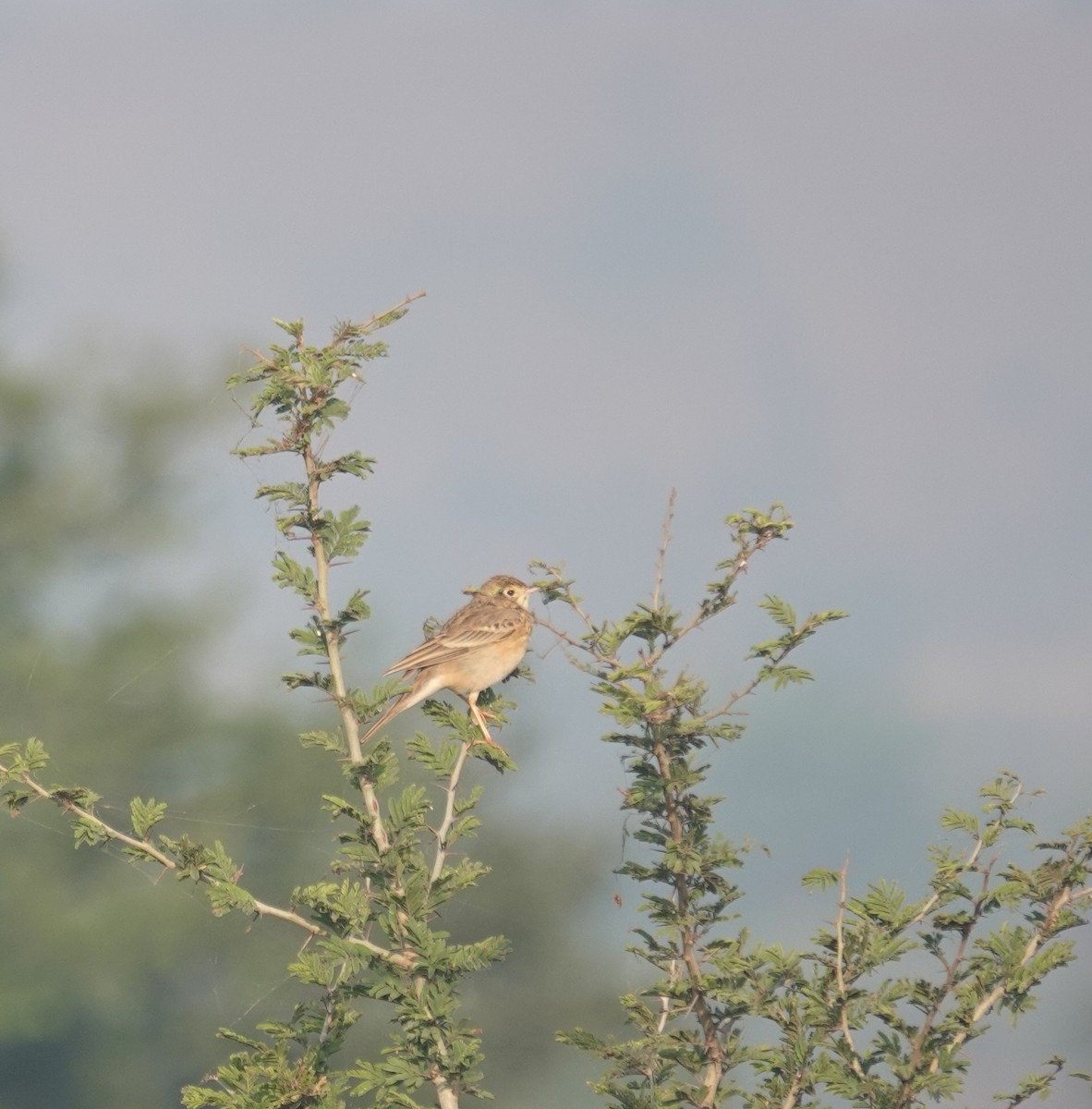 פפיון צהוב - ML646050707