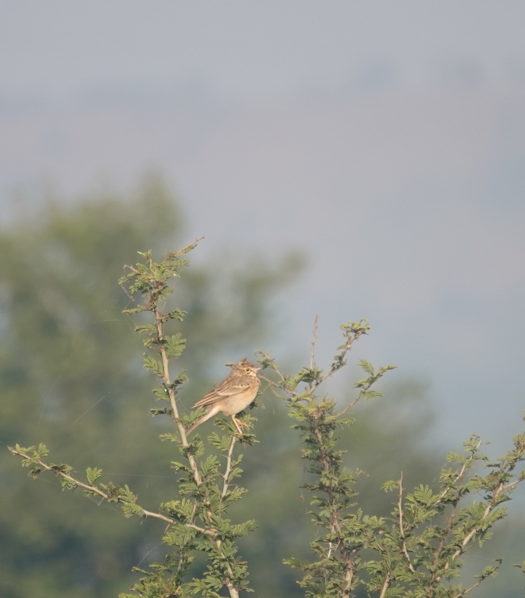 פפיון צהוב - ML646050708