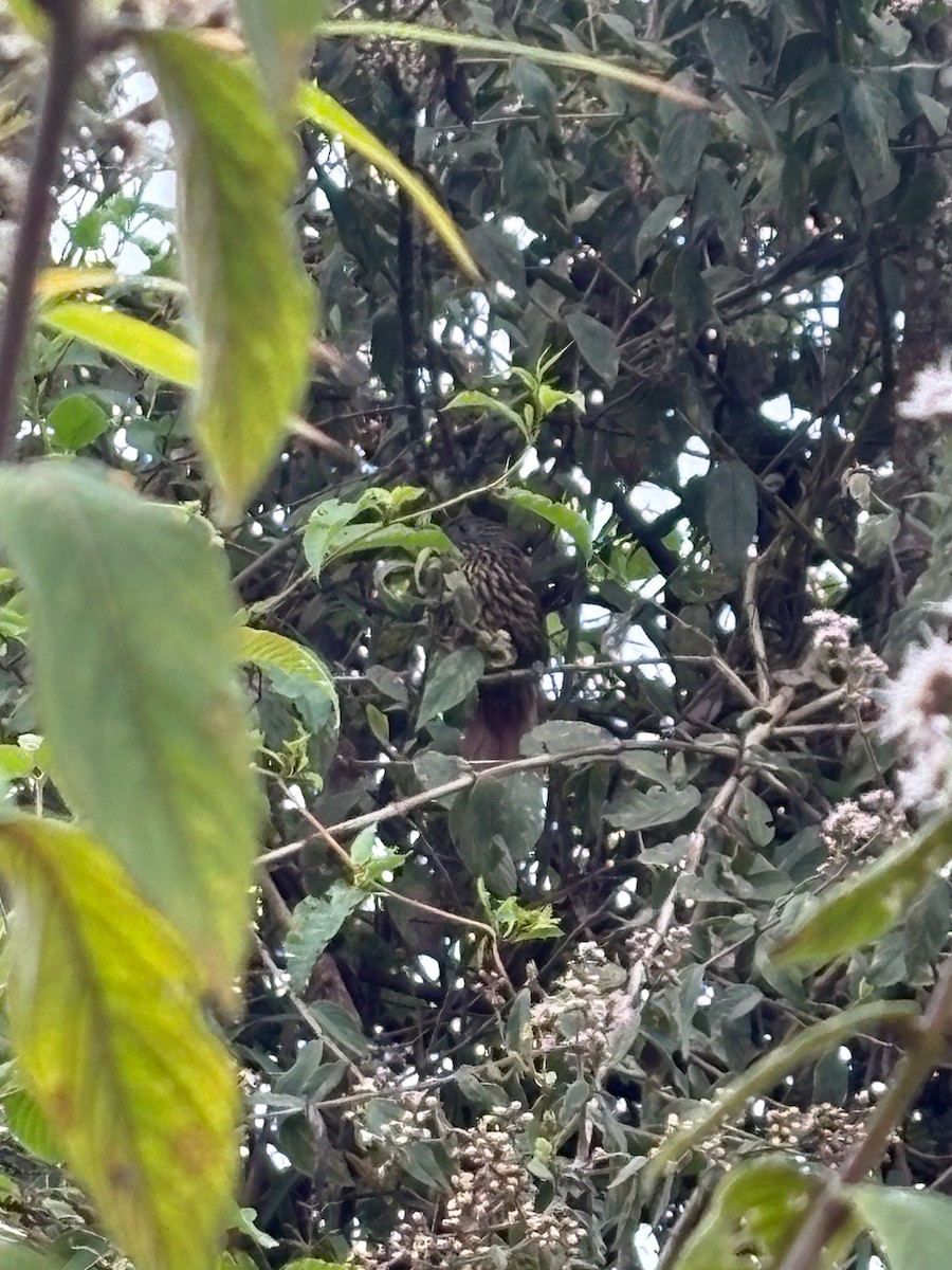 Flammulated Treehunter - ML646050709