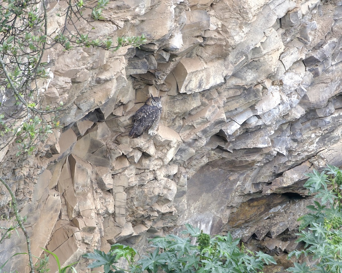 Cape Eagle-Owl - ML646050711