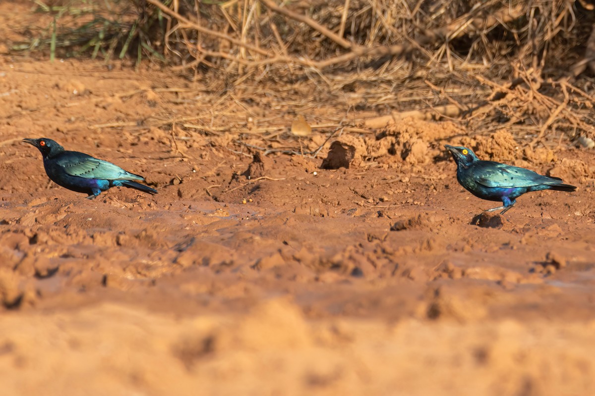 Bronze-tailed Starling - ML646050712